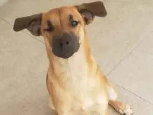 Cachorro raça Vira Lata idade 2 a 6 meses nome Zuma