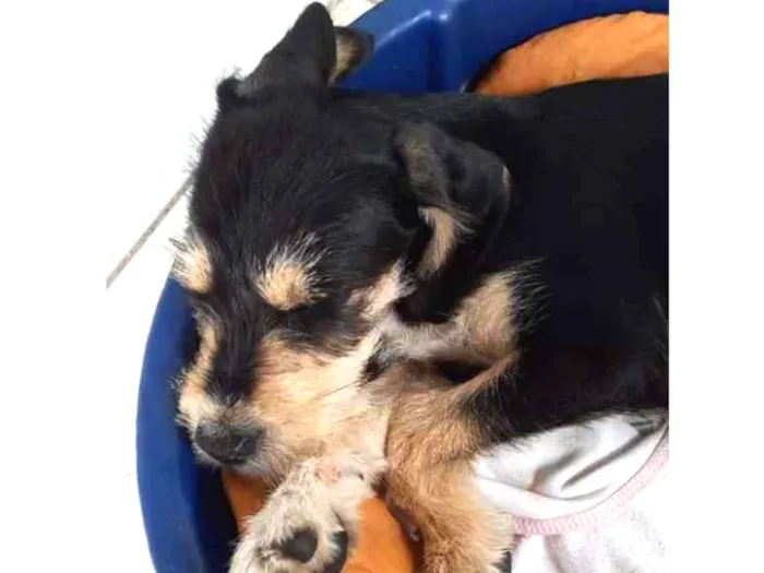 Cachorro ra a Vira lata idade 2 a 6 meses nome Lilica