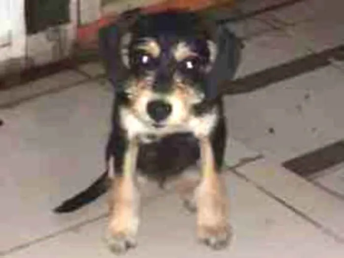 Cachorro ra a Vira lata idade 2 a 6 meses nome Lilica