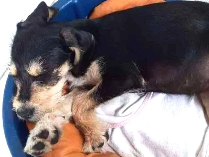 Cachorro ra a Vira lata idade 2 a 6 meses nome Lilica
