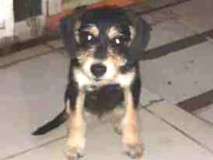 Cachorro ra a Vira lata idade 2 a 6 meses nome Lilica