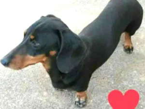 Cachorro raça Bassett idade 5 anos nome Mel