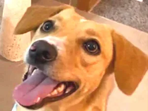 Cachorro raça SRD idade 1 ano nome Mel 