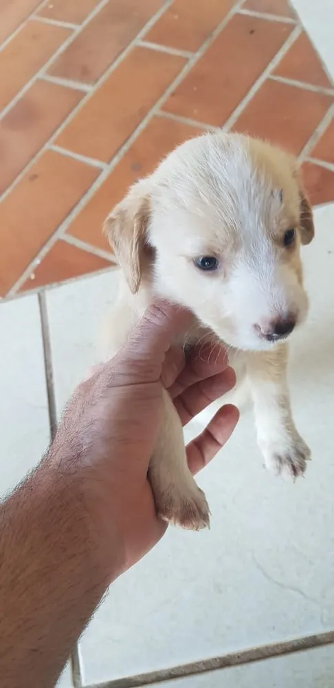 Cachorro ra a Vira lata  idade 2 a 6 meses nome Filhotes