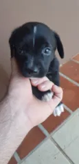 Filhotes