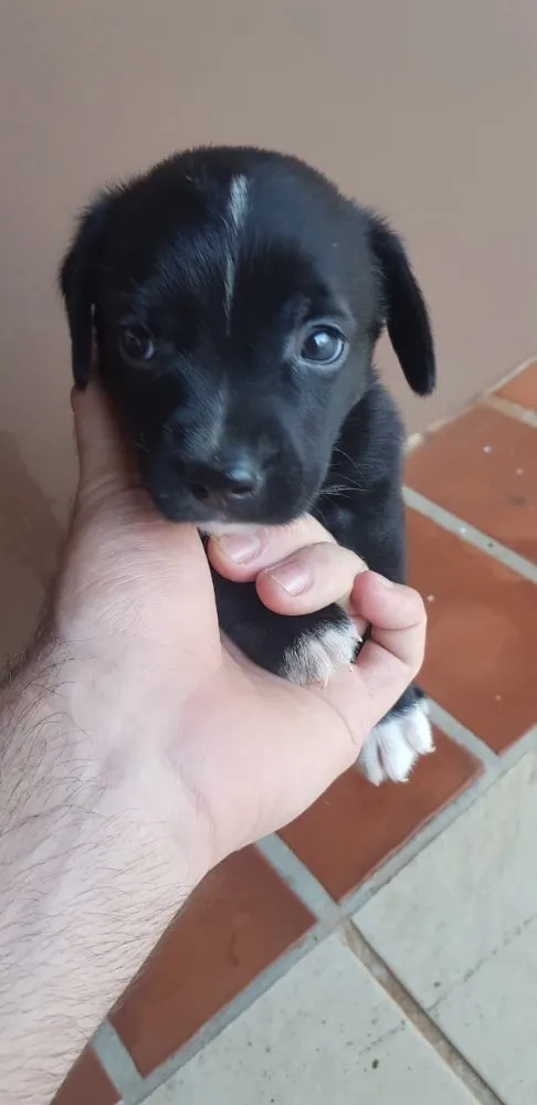 Cachorro ra a Vira lata  idade 2 a 6 meses nome Filhotes