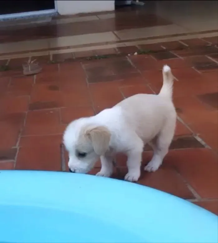 Cachorro ra a Vira lata  idade 2 a 6 meses nome Filhotes