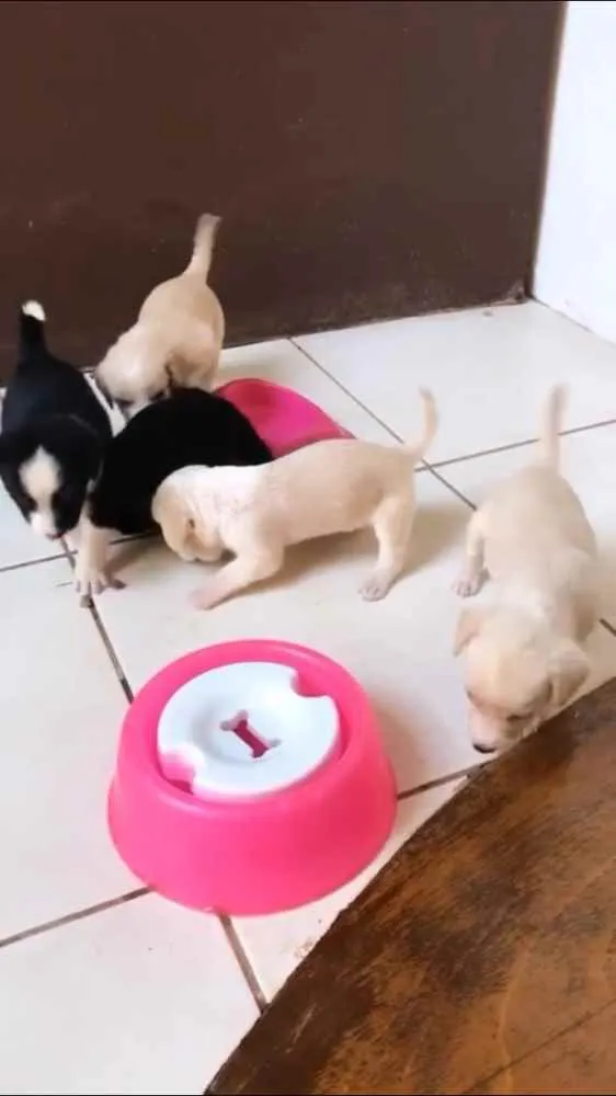 Cachorro ra a Vira lata  idade 2 a 6 meses nome Filhotes