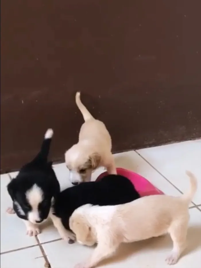 Cachorro ra a Vira lata  idade 2 a 6 meses nome Filhotes