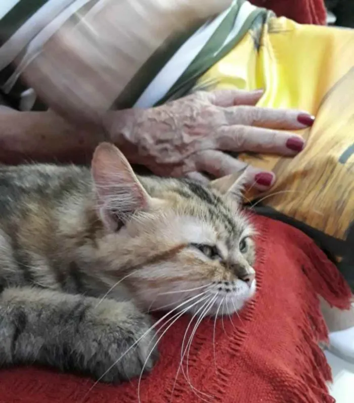 Gato raça Srd idade 3 anos nome Mel