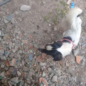 Cachorro raça Vira lata  idade 7 a 11 meses nome Mayla