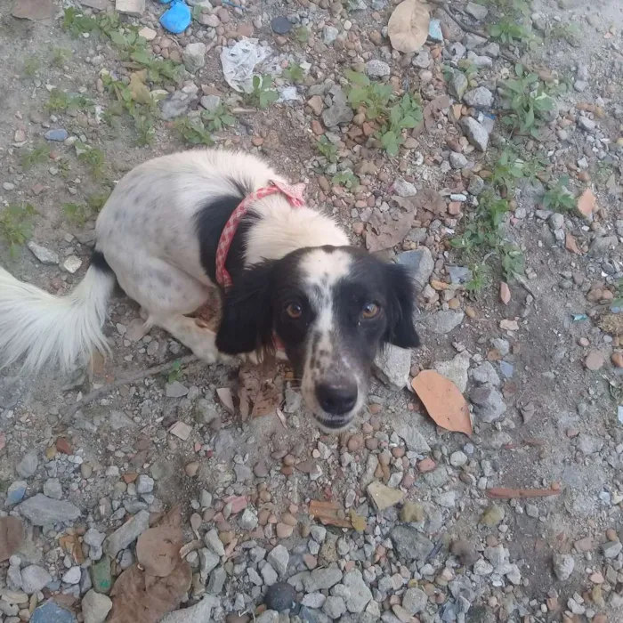 Cachorro raça Vira lata  idade 7 a 11 meses nome Mayla