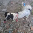 Mayla