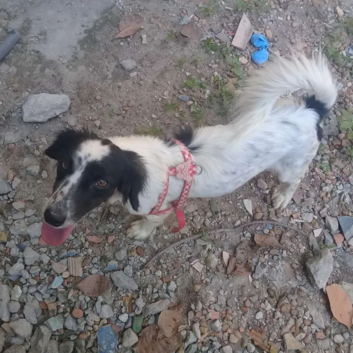 Cachorro raça Mistura de poodle com pinscher idade 7 a 11 meses nome Mayla