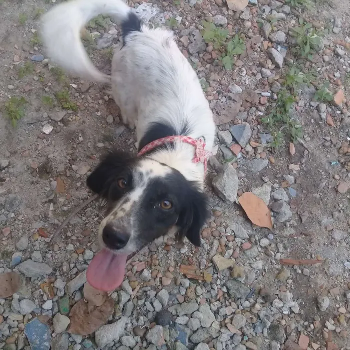 Cachorro raça Mistura de poodle com pinscher idade 7 a 11 meses nome Mayla