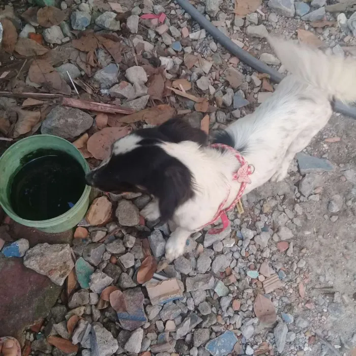 Cachorro raça Mistura de poodle com pinscher idade 7 a 11 meses nome Mayla