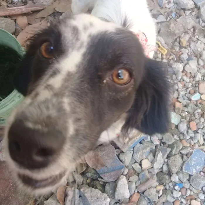 Cachorro raça Mistura de poodle com pinscher idade 7 a 11 meses nome Mayla