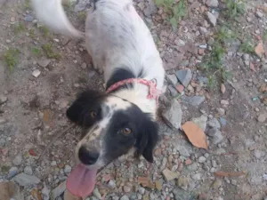 Cachorro raça Mistura de poodle com pinscher idade 7 a 11 meses nome Mayla