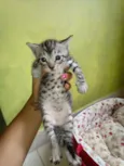 Mia