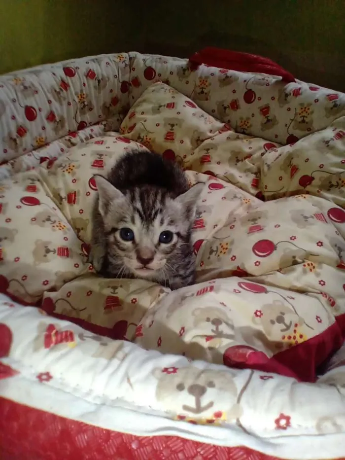 Gato ra a Misturado idade Abaixo de 2 meses nome Mia 