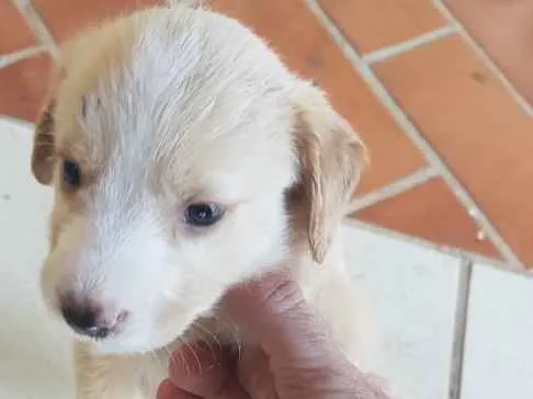 Cachorro ra a Vira lata  idade 2 a 6 meses nome Filhotes