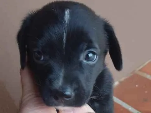 Cachorro ra a Vira lata  idade 2 a 6 meses nome Filhotes