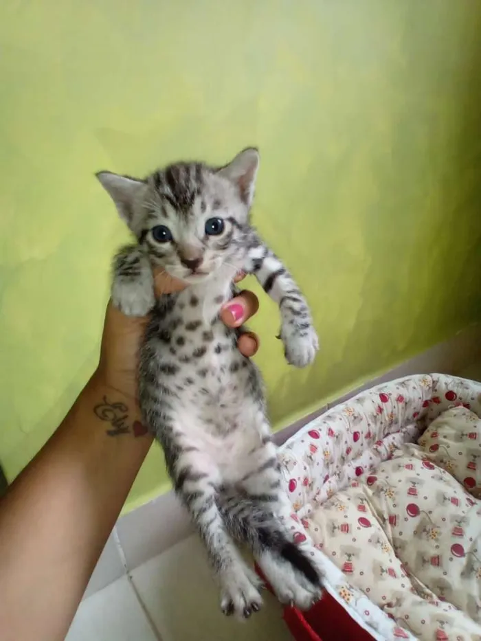 Gato ra a Misturado idade Abaixo de 2 meses nome Tom 