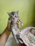 Tom