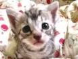 Tom