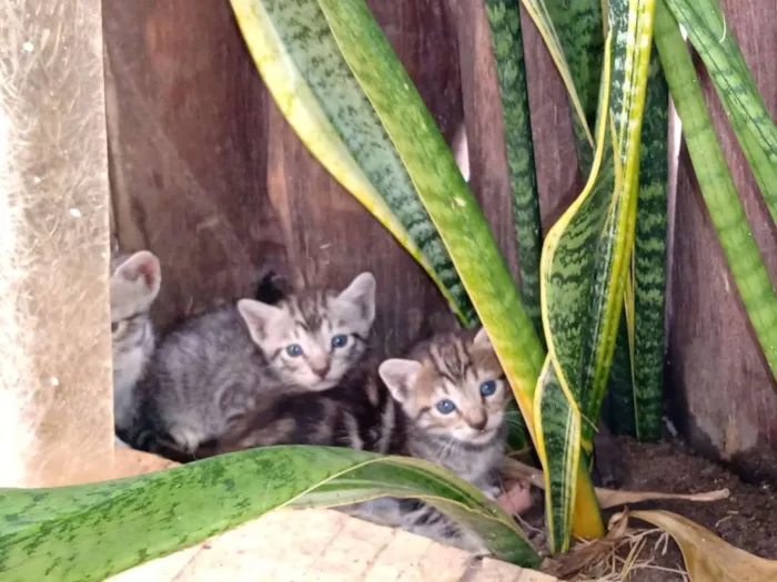 Gato ra a Misturado idade Abaixo de 2 meses nome Mel