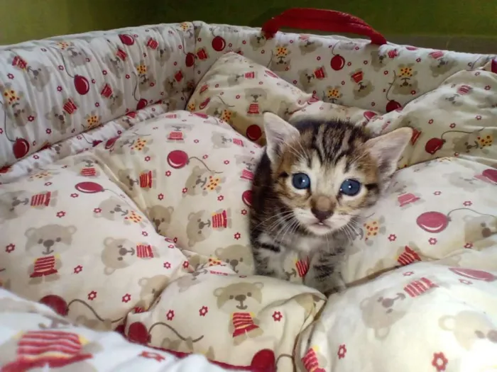 Gato ra a Misturado idade Abaixo de 2 meses nome Mel