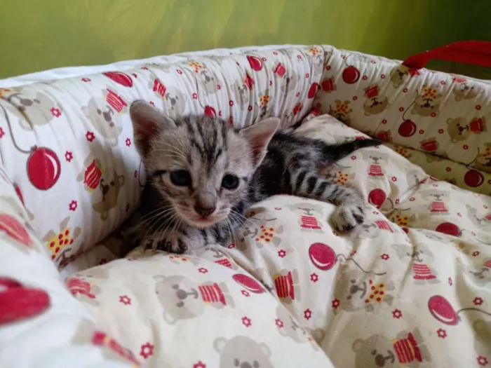 Gato ra a Misturado idade Abaixo de 2 meses nome Mel