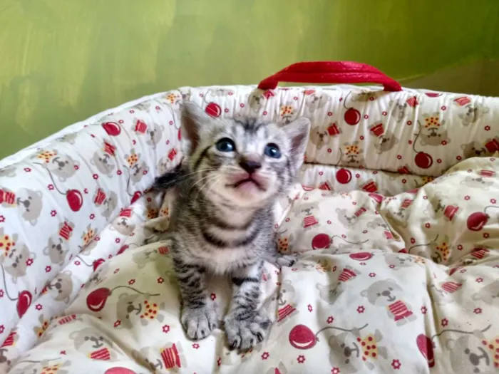 Gato ra a Misturado idade Abaixo de 2 meses nome Mel