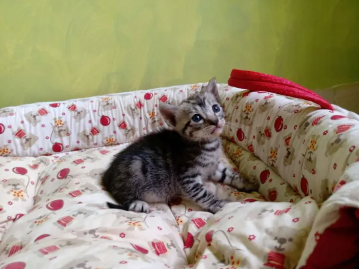 Gato ra a Misturado idade Abaixo de 2 meses nome Mel