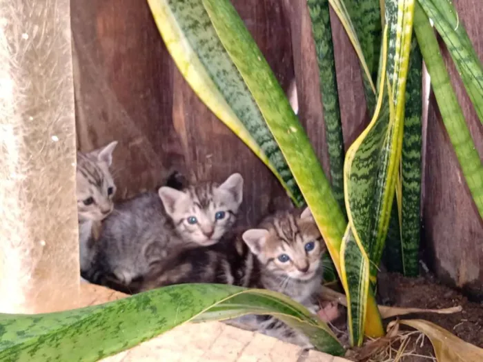 Gato ra a Misturado idade Abaixo de 2 meses nome Procuro um lar respo