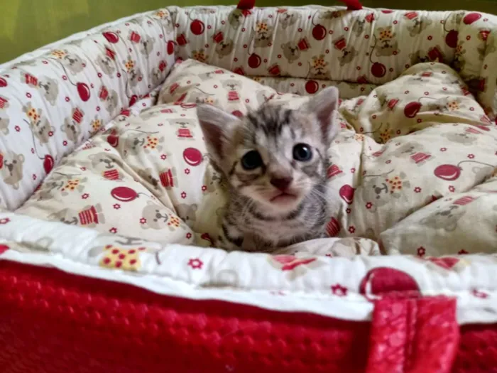 Gato ra a Misturado idade Abaixo de 2 meses nome Procuro um lar respo