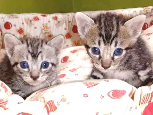 Gato ra a Misturado idade Abaixo de 2 meses nome Procuro um lar respo