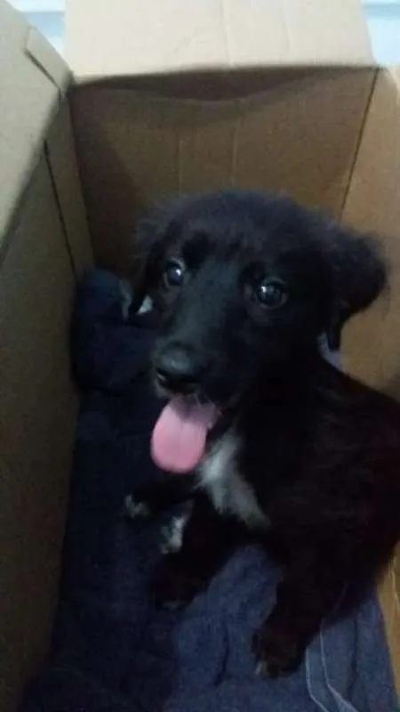 Cachorro ra a Vira-lata idade 2 a 6 meses nome Sem nome