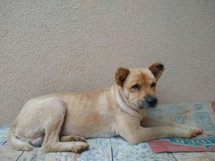 Cachorro ra a Chow Chow idade 3 anos nome Thor