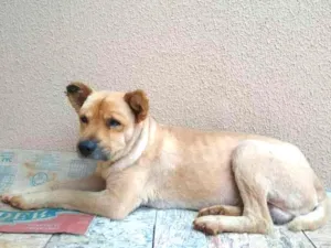 Cachorro raça Chow Chow idade 3 anos nome Thor