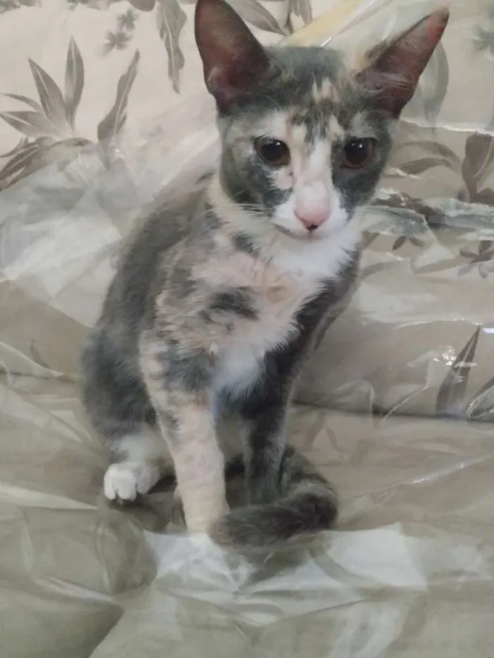 Gato raça  idade 2 a 6 meses nome Anita
