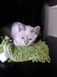 Diva
