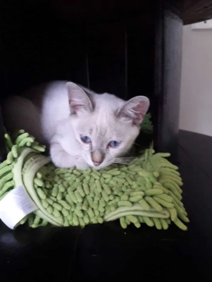 Gato ra a  idade 7 a 11 meses nome Diva