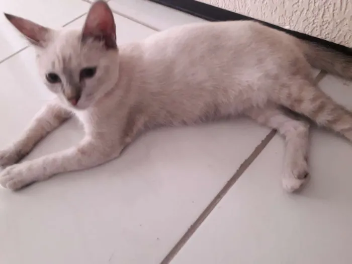 Gato ra a  idade 7 a 11 meses nome Diva