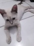 Diva