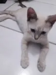 Diva