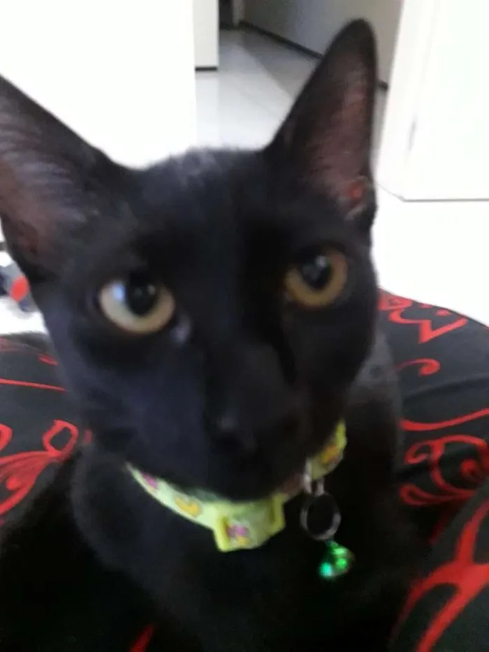Gato ra a  idade 2 a 6 meses nome Logan