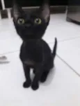 Logan