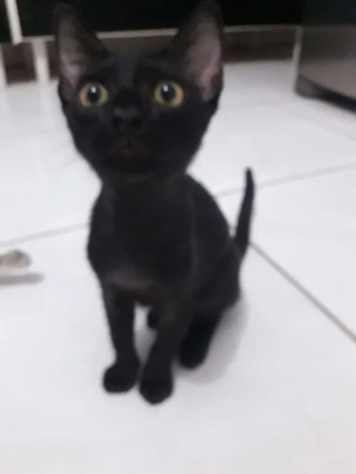 Gato ra a  idade 2 a 6 meses nome Logan