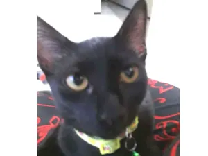 Gato raça  idade 2 a 6 meses nome Logan